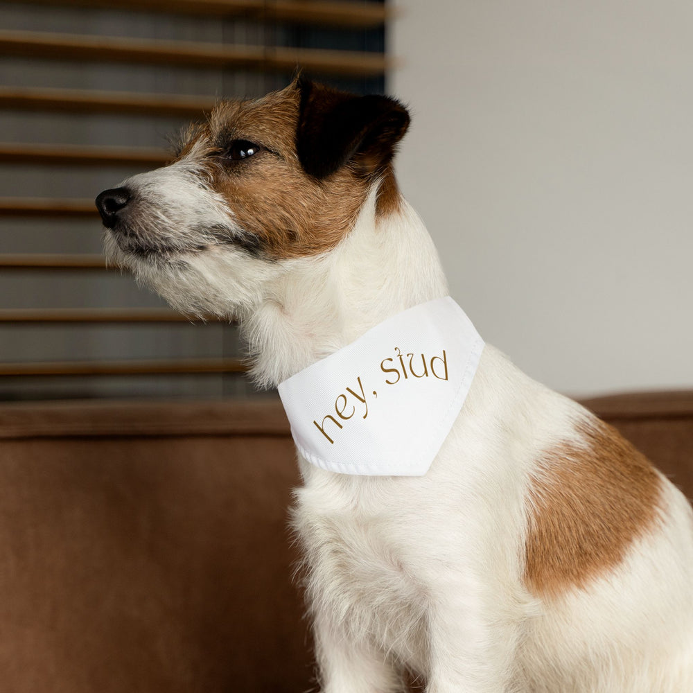 Hey Stud Pet Bandana Collar - For the Best Looking Pup on the Block